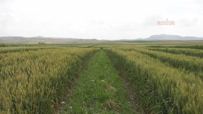 12 ÇEŞİT YERLİ BUĞDAY TOHUMU, ANKARA