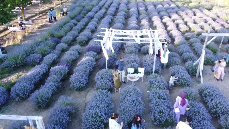 YOZGAT’TA KURULAN LAVANTA BAHÇELERİ TURİZMİ DE HAREKETLENDİRDİ