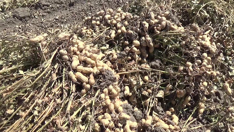 KADİRLİLİ YER FISTIĞI ÜRETİCİSİ: 