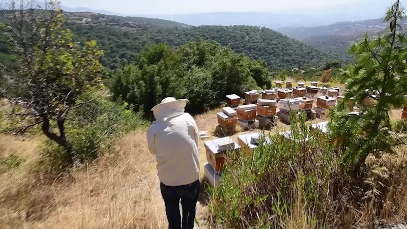 BORNOVALI ARICILARDA HASAT MUTLULUĞU