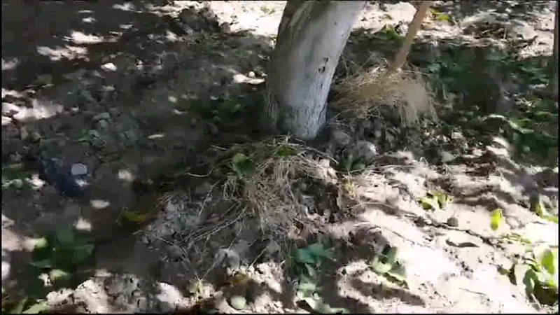 BERGAMALI CEVİZ ÜRETİCİSİ: 