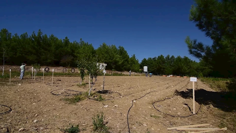 KIŞLIK SEBZE TOHUMLARI BORNOVA BELEDİYESİ