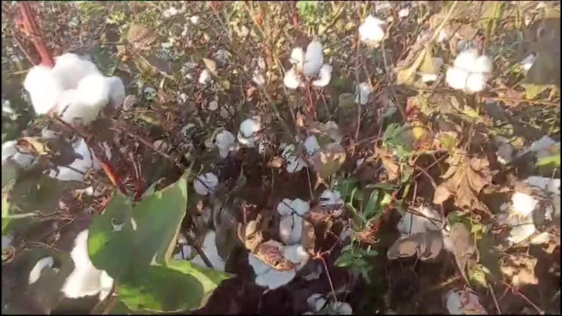 DÜNYA PİYASALARINDA KİLOSU 55 LİRAYA SATILAN PAMUK, TÜRKİYE