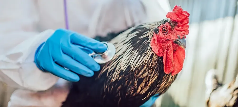 Hannover’de Kuş Gribi Alarmı