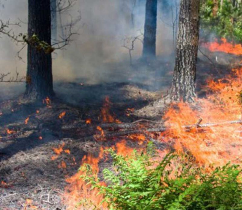 10 yılda 24 binden fazla orman yangını çıktı…