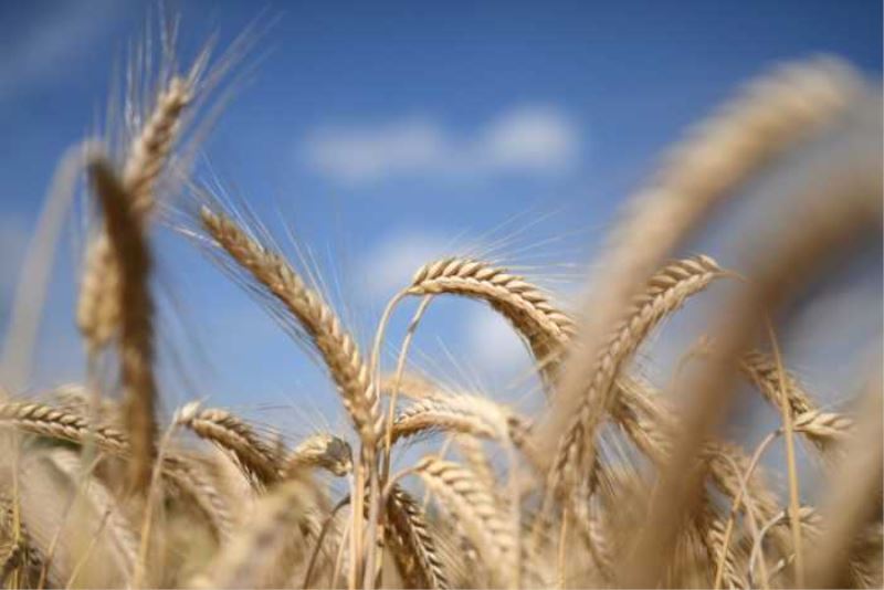 Agrarministerium erwartet keine direkte Auswirkung auf Getreideversorgung