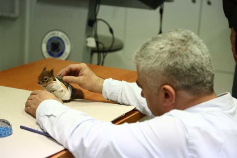 DÜNYADA İLK KEZ BİR SİNCABA PROTEZ “KOL” TAKILACAK